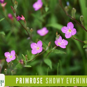 Showy Evening Primrose Seeds - Pink Lady Heirloom Flower Seeds - Easy-to-Grow Native Perennial!