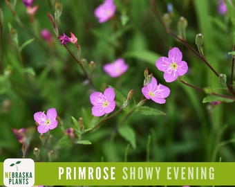 Showy Evening Primrose Seeds - Pink Lady Heirloom Flower Seeds - Easy-to-Grow Native Perennial!