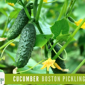 Cucumber Seeds - Boston Pickling Cucumber Heirloom Garden Seeds