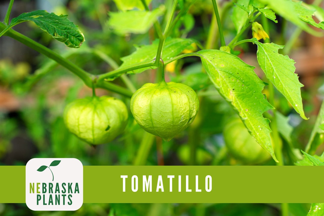 Tomatillo Seeds Toma Verda Heirloom Garden Seeds Etsy Il M0x1 