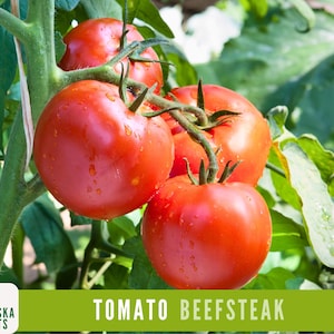 Juicy Giants: Beefsteak Tomato Seeds - Heirloom Tomatoes for Home Gardens