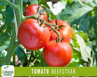 Juicy Giants: Beefsteak Tomato Seeds - Heirloom Tomatoes for Home Gardens