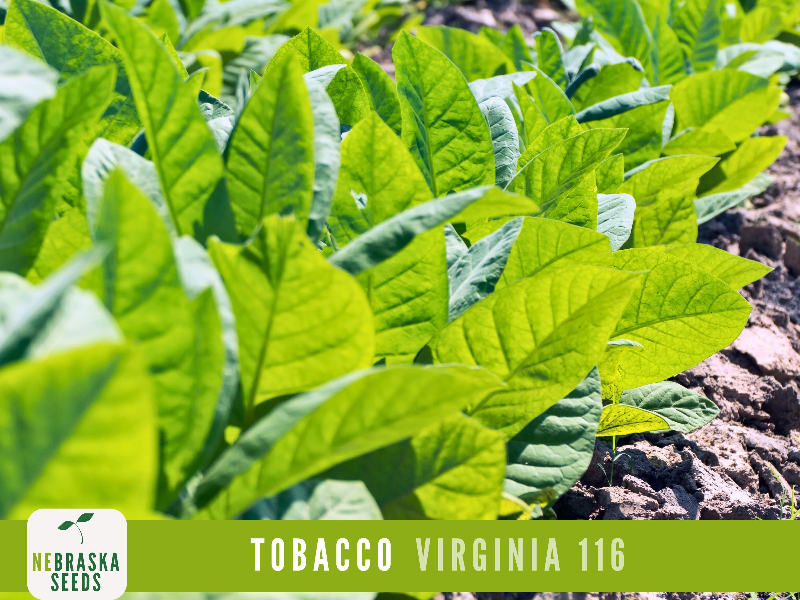 cr tobacco and vape TOP 10 BEST Tobacco Shops in Coon Rapids, MN - Updated 2026
