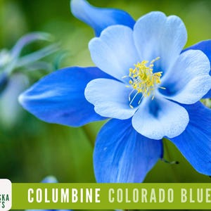 Colorado Blue Columbine Seeds | Heirloom Perennial Wildflower | Bright, Beautiful and a Great Pollinator!