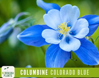Colorado Blue Columbine Seeds | Heirloom Perennial Wildflower | Bright, Beautiful and a Great Pollinator!