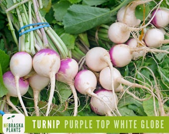 Purple Top White Globe Turnip Seeds - Heirloom Purple Turnips for Home Gardens