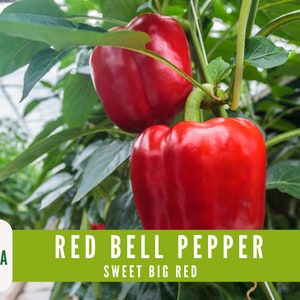 30+ Giant Red Bell Pepper Seeds – Sweet, Heirloom, Organic, Non-GMO – Summer Vegetable