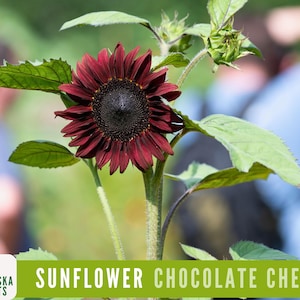 Chocolate Cherry Sunflower Seeds - Heirloom Sunflower Garden Seeds