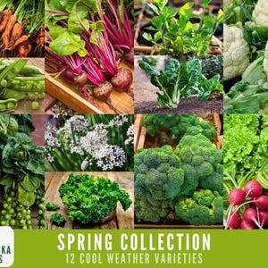 Peut inclure: Un collage de 12 l&eacute;gumes diff&eacute;rents pour temps frais, dont du brocoli, du chou-fleur, des radis, du chou fris&eacute;, des pois et des betteraves. L'image est intitul&eacute;e "Collection Printemps 12 Vari&eacute;t&eacute;s de Temps Frais".