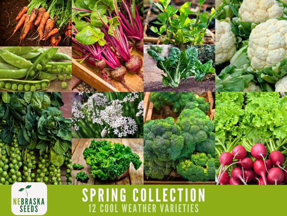 Cool Weather Garden Seed Collection - 12 Heirloom Vegetable and Herb Seeds for Planting a Spring or Fall Garden