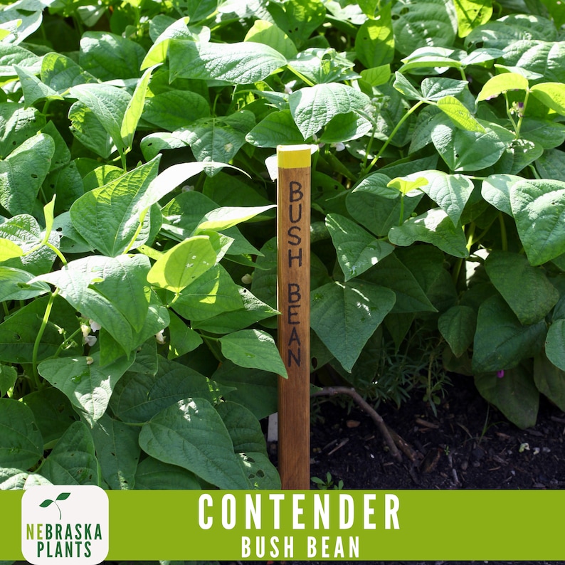 NebraskaSeeds Contender Bush Bean Seeds