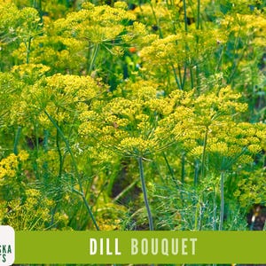 K&ouml;nnte beinhalten: Eine Nahaufnahme eines Feldes mit Dillpflanzen in Bl&uuml;te. Die Pflanzen haben gelbe Bl&uuml;ten und gr&uuml;ne St&auml;ngel. Der Text "DILL BOUQUET" wird am unteren Rand des Bildes angezeigt.