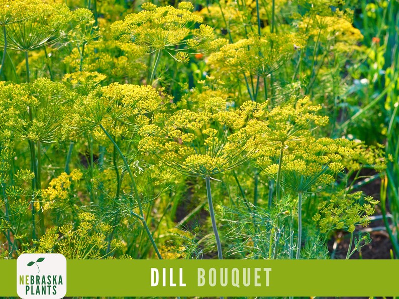 K&ouml;nnte beinhalten: Eine Nahaufnahme eines Feldes mit Dillpflanzen in Bl&uuml;te. Die Pflanzen haben gelbe Bl&uuml;ten und gr&uuml;ne St&auml;ngel. Der Text "DILL BOUQUET" wird am unteren Rand des Bildes angezeigt.