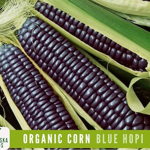 Organic Blue Hopi Corn Seeds | Heirloom | Non-GMO | Drought-Resistant | Easy-to-Grow!