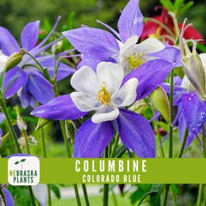 Rocky Mountain Columbine - Southern Idaho Landscape Center