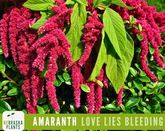 Love-Lies-Bleeding Amaranth Seeds - Heirloom Amaranth Seeds for a Dramatic Garden Accent!