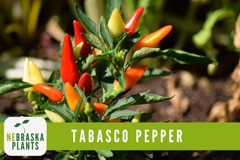 Tabasco Pepper Seeds Hot Tabasco Chile Pepper Heirloom Garden Seeds Etsy