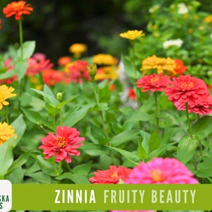 Fruity Beauty Zinnia Seeds - Heirloom Zinnia Flower Seeds to add Unique Color to your Flower Garden!