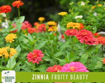 Fruity Beauty Zinnia Seeds - Heirloom Zinnia Flower Seeds to add Unique Color to your Flower Garden!