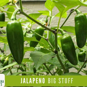 Jalapeño Pepper Seeds - Big Stuff Jalapeño Heirloom Seeds