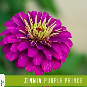 Purple Prince Zinnia Seeds - Vibrant, Heirloom, Non-GMO - Grow Your Royal Garden