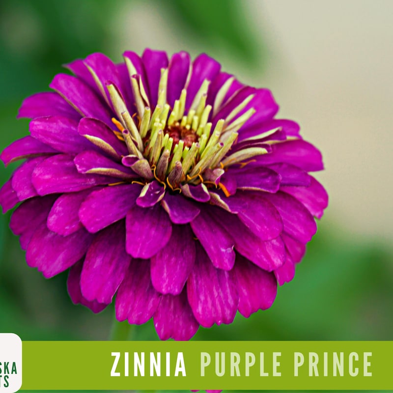 Serene Rare Zinnia Seeds Capture Concept Serene Rare Zinnia Seeds Capture Concept