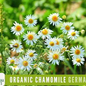 Organic German Chamomile Seeds - Heirloom, Non-GMO Organic Chamomile Seeds