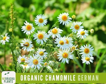 Organic German Chamomile Seeds - Heirloom, Non-GMO Organic Chamomile Seeds