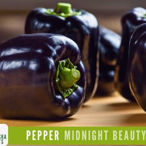 Midnight Beauty Pepper - Heirloom Sweet Purple Pepper adds a touch of exotic to your Garden!