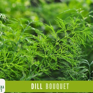 K&ouml;nnte beinhalten: Nahaufnahme eines Strau&szlig;es frischen, gr&uuml;nen Dill, mit dem Text "DILL BOUQUET" in gr&uuml;nen Buchstaben auf gr&uuml;nem Hintergrund.
