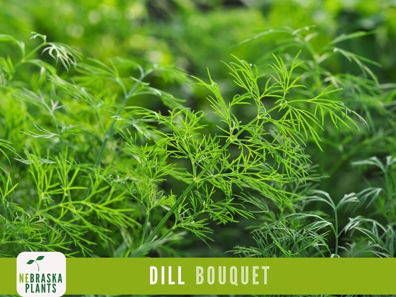K&ouml;nnte beinhalten: Nahaufnahme eines Strau&szlig;es frischen, gr&uuml;nen Dill, mit dem Text "DILL BOUQUET" in gr&uuml;nen Buchstaben auf gr&uuml;nem Hintergrund.