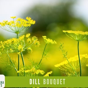 K&ouml;nnte beinhalten: Nahaufnahme eines Strau&szlig;es gelber Dillbl&uuml;ten mit gr&uuml;nen Stielen. Die Bl&uuml;ten sind scharf, w&auml;hrend der Hintergrund unscharf ist. Der Text "DILL BOUQUET" wird am unteren Rand des Bildes angezeigt.