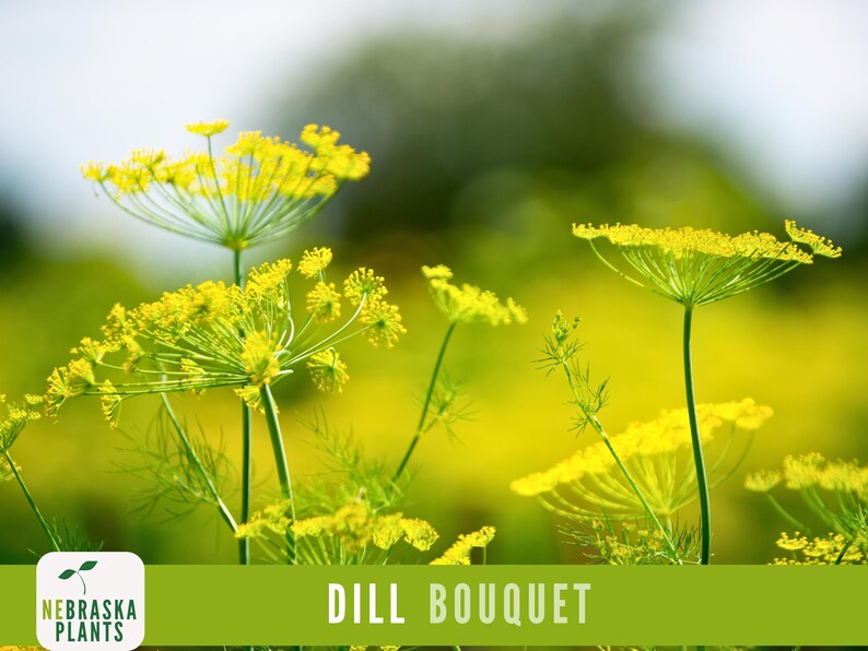 K&ouml;nnte beinhalten: Nahaufnahme eines Strau&szlig;es gelber Dillbl&uuml;ten mit gr&uuml;nen Stielen. Die Bl&uuml;ten sind scharf, w&auml;hrend der Hintergrund unscharf ist. Der Text "DILL BOUQUET" wird am unteren Rand des Bildes angezeigt.