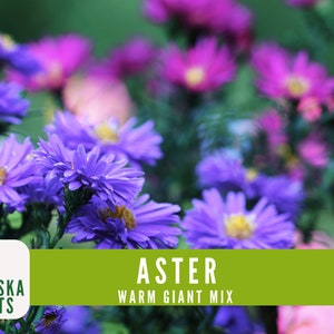 Warm Giant Aster Seeds - Vibrant Multi-color Blooms for Your Pollinator