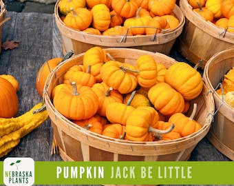 Jack Be Little Pumpkin Seeds - Grow your own Adorable Miniature Pumpkins!