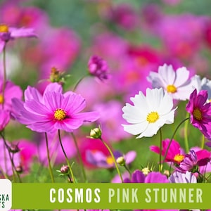 Pink Stunner Cosmos Seeds - Bright Pink Heirloom Flower Easy-to-Grow and Great for Pollinators!