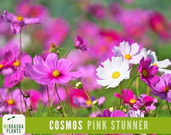 Pink Stunner Cosmos Seeds - Bright Pink Heirloom Flower Easy-to-Grow and Great for Pollinators!