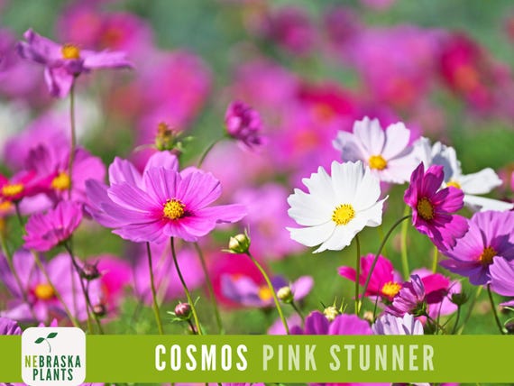 Pink Stunner Cosmos Seeds - Bright Pink Heirloom Flower Easy-to-Grow and Great for Pollinators!