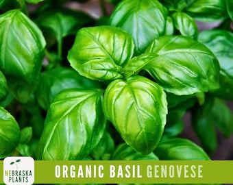 Organic Genovese Basil Seeds - A Taste of Italy for your Home Garden!