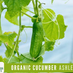 Organic Ashley Cucumber Seeds - Heirloom, Non-GMO - Crisp and Flavorful Homegrown Delight!