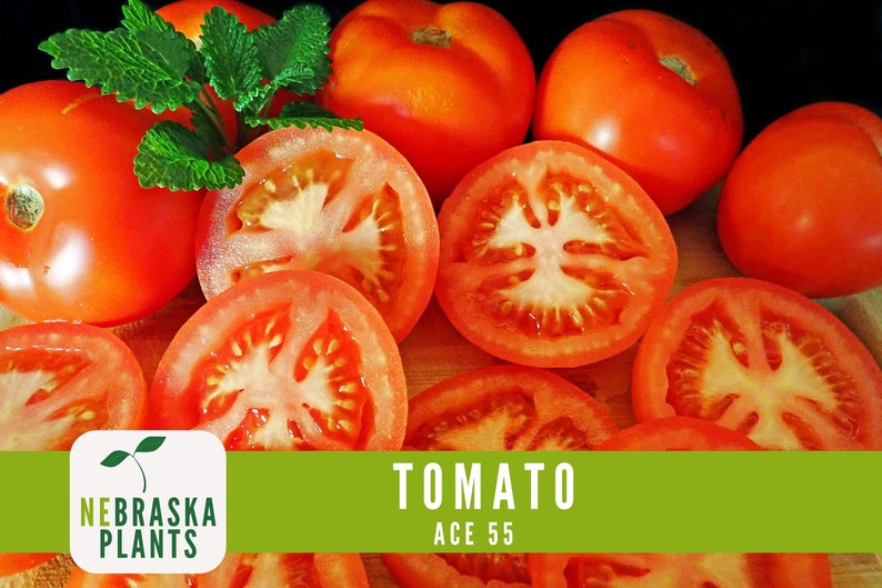Tomato Seeds Ace 55 Slicer Heirloom Garden Seeds Etsy