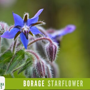 Borage Seeds - Culinary Delight and Bee-Friendly Heirloom Herb for Your Garden