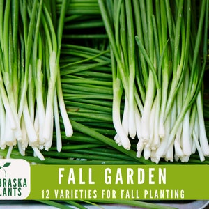 Cool weather garden starter kit with hardy, cold-tolerant vegetable seeds - chives seeds
