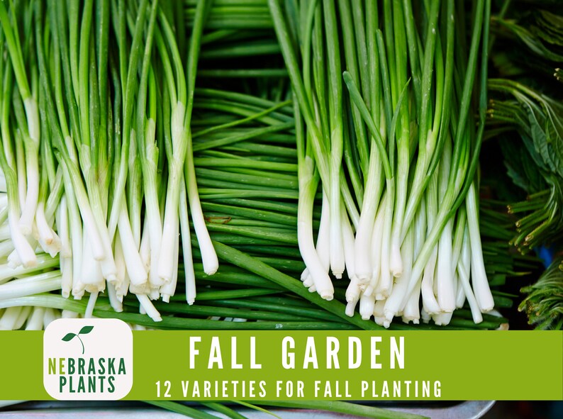 Cool weather garden starter kit with hardy, cold-tolerant vegetable seeds - chives seeds