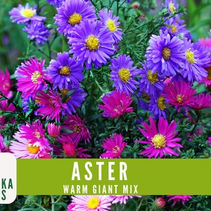 Warm Giant Aster Seeds - Vibrant Multi-color Blooms for Your Pollinator