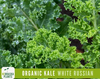 Kale Seeds- Organic White Russian Heirloom Kale Seeds