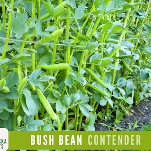 Contender Bush Bean Seeds - 50+ Heirloom Seeds to Grow Your Own Flavorful Beans!