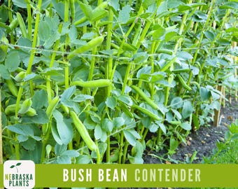 Contender Bush Bean Seeds - 50+ Heirloom Seeds to Grow Your Own Flavorful Beans!