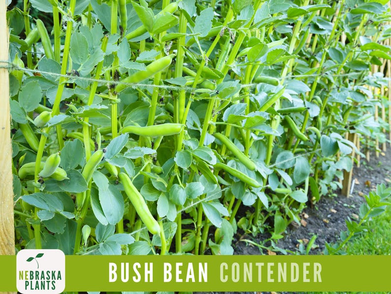 NebraskaSeeds Contender Bush Bean Seeds - Thumbnail 2