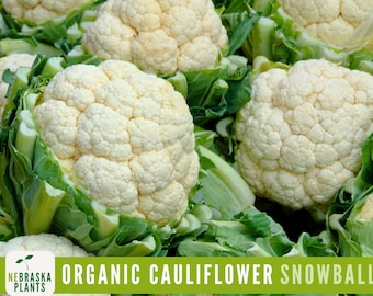 Organic Cauliflower Seeds - Snowball Y Cauliflower Heirloom Seeds